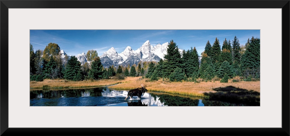 A panoramic canvas of a moose wadding through a pond in Wyoming with the famous peaks of the Teton Range in the background.