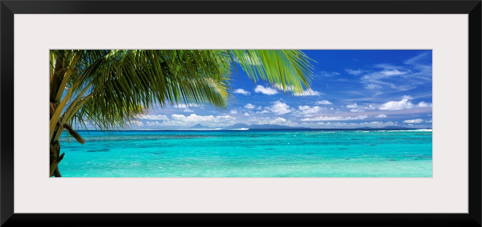 Panoramic photograph of a large palm tree waving over crystal clear ocean water under a bright blue sky.