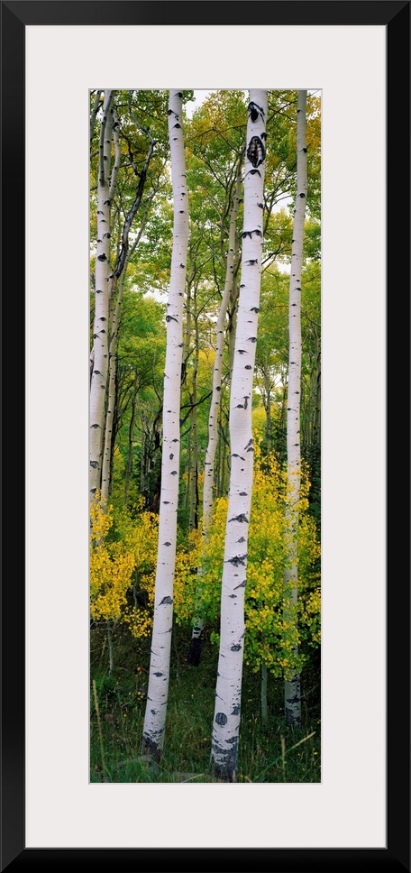 Panoramic photograph shows a dense forest filled with aspen trees within the Rocky Mountains.