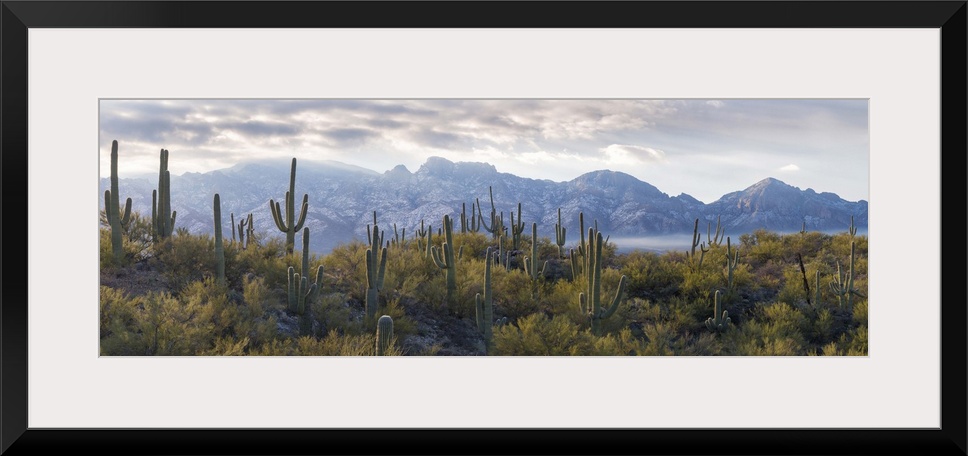 Saguaro Cactus with mountain range in the background, Santa Catalina Mountains, Honey Bee Canyon Park, Tucson, Arizona, USA.