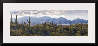 Saguaro Cactus, Santa Catalina Mountains, Honey Bee Canyon Park, Tucson, Arizona