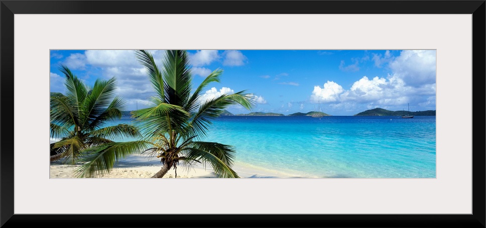 A panoramic photograph of a couple palm trees sitting on the Salomon Beach in the Virgin Islands.  The mountains in the ba...