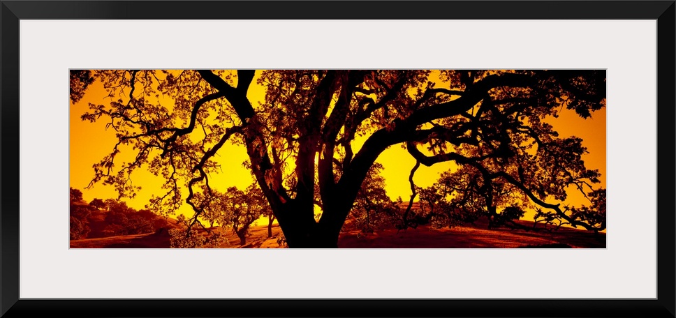 A dramatic panoramic photo where the twisting branches of an ancient tree are juxtaposed against a sky at sunset.