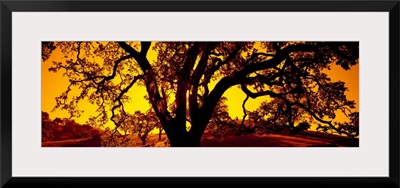 Silhouette of Coast Live Oak trees (Quercus agrifolia), California