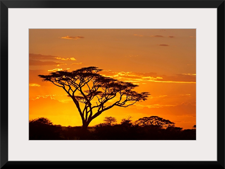A dark tree stands out from the African savannah as the sun sets behind it and outlines the clouds in the sky.