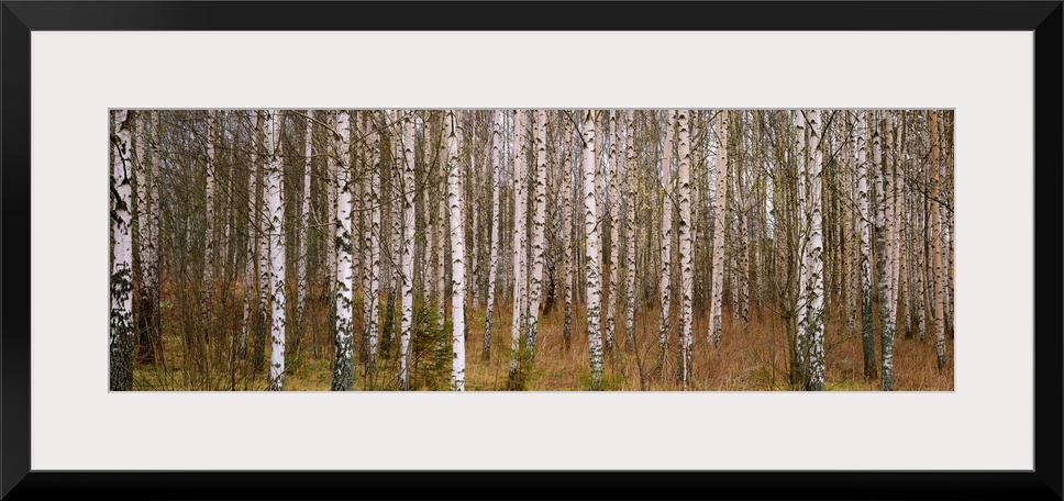 Wall art photograph of a forest dense with birch trees on a panoramic, landscape canvas.