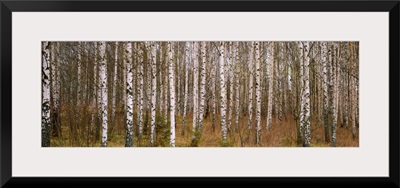 Silver birch trees in a forest, Narke, Sweden