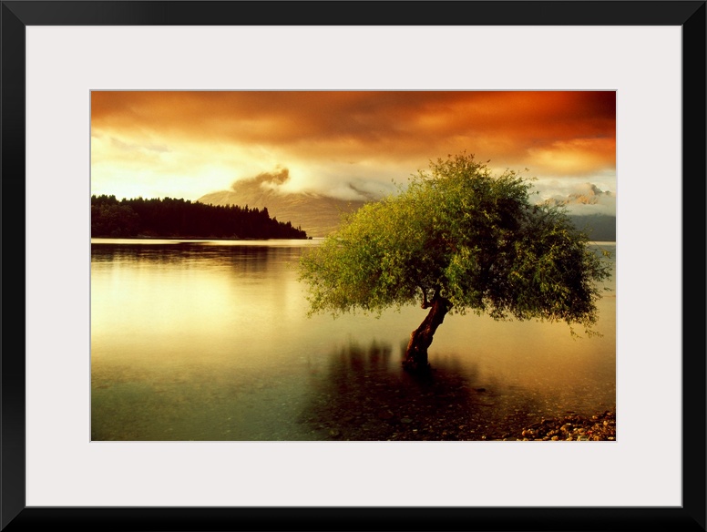 A lone tree growing out of a lake during a dramatic sunset. This big landscape canvas has dark shadows and vividly colored...