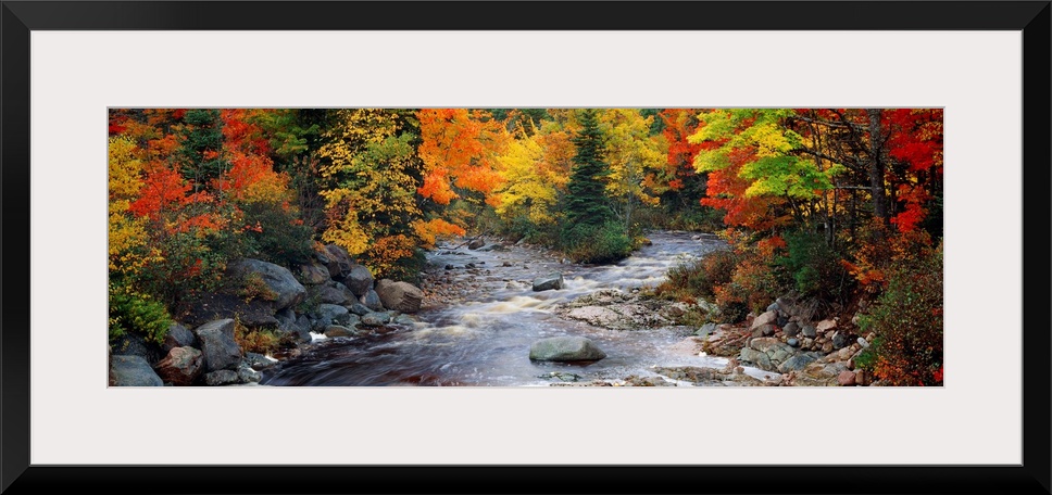Big, panoramic, photographic wall hanging of a stream with large rocks, flowing through a bright forest of fall foliage in...