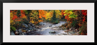 Stream with trees in a forest in autumn, Nova Scotia, Canada