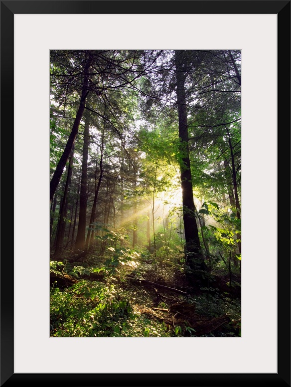 Light shines through gaps in the summer foliage to illuminate the forest floor in this vertical landscape photograph.