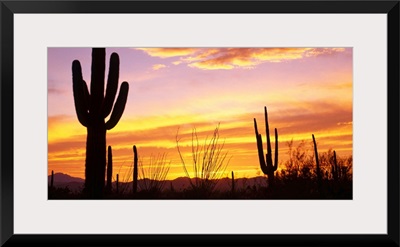 Sunset Saguaro Cactus Saguaro National Park AZ