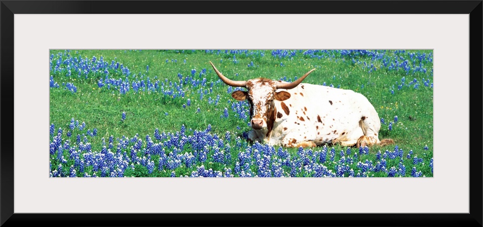 A steer sitting in a field of bluebonnet flowers in a panoramic photograph.