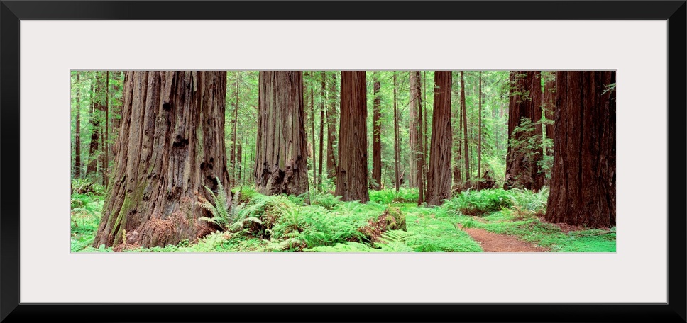 Panoramic photograph of enormous, thick trees and underbrush on the Avenue Of The Giants in Founders Grove, California (CA...