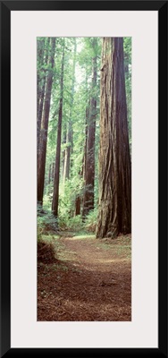 Trees Redwood St Park Humbolt Co CA