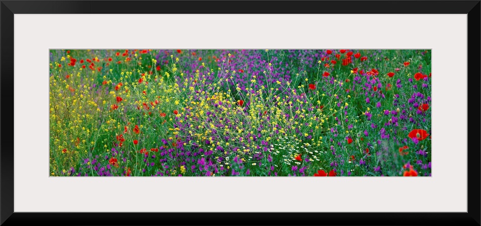 Panoramic photograph of meadow of brightly colored flowers and tall grass