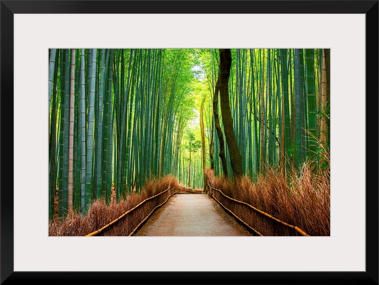 Bamboo forest in Arashiyama in western Kyoto, Japan.