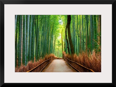 Bamboo Forests of Kyoto