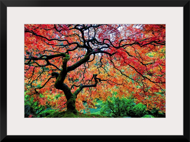 Maple tree in the Japanese Garden in Portland, Oregon.