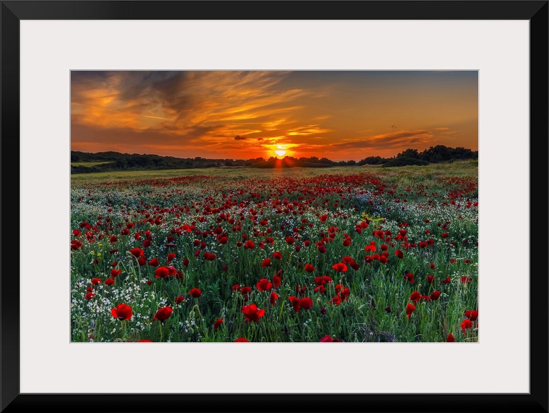 Meadow with poppies at sunset in Kos island, Greece.