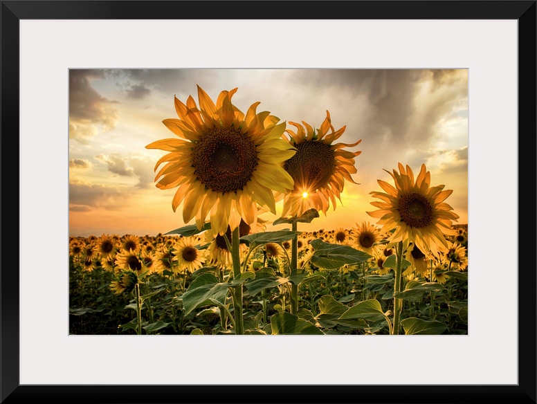 Sunflower field at sunset with a beautiful sun starburst.
