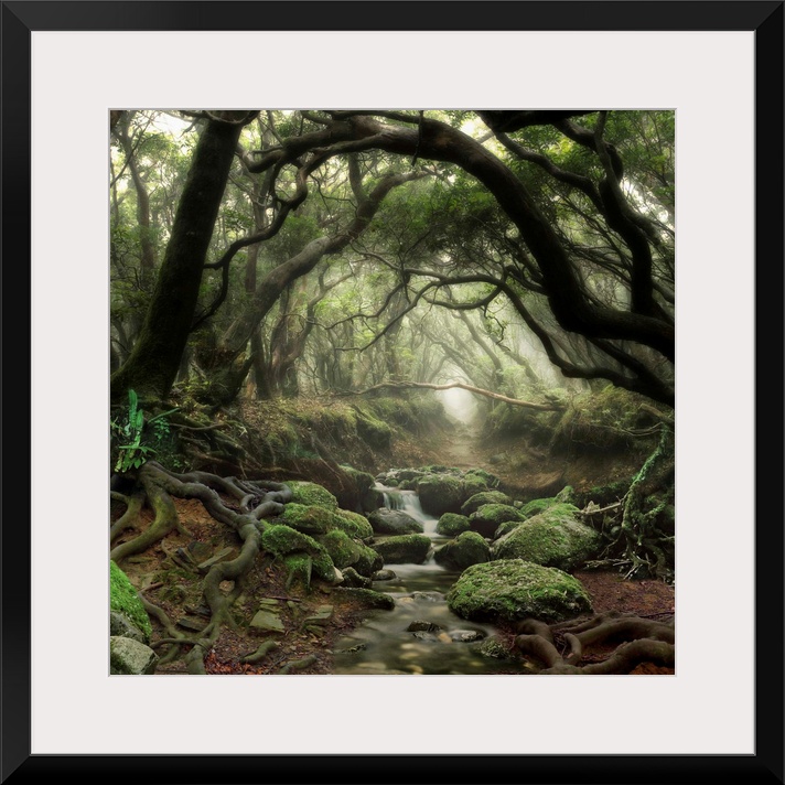 Tree branches forming an archway in a forest with a small stream.