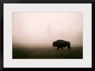 A Bison in Mist