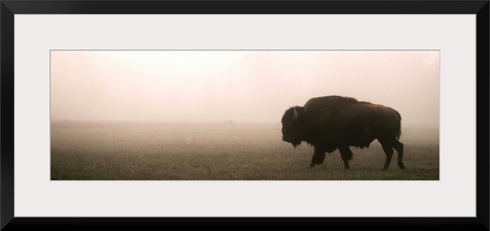 A bison in a misty field at Yellowstone National Park, Wyoming.