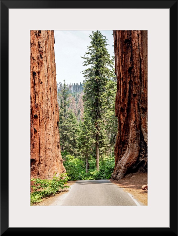 A road splits two giant Sequoias in Sequoia National Park, California.