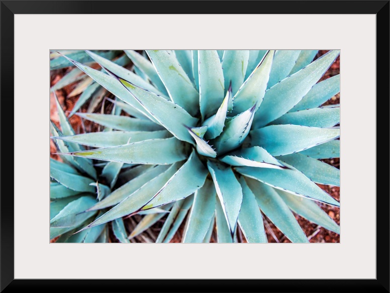 Close-up photograph of agave plants in Sedona AZ.