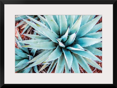 Agave Plant, Sedona AZ