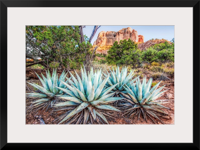 Landscape photograph of Agave plants in Sedona, AZ with Cathedral Rock in the background.