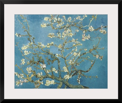 Almond Blossom