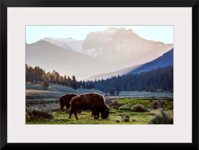 Bison grazing in a field with a mountainous landscape in the background.