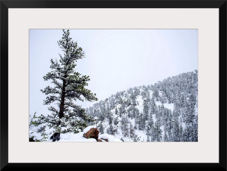 Snowy forest landscape surrounds a lone tree upon a hill accompanied by a dog.