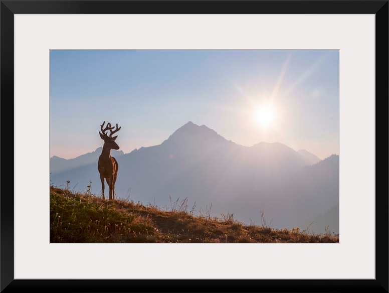 Early morning view of a deer near Hurricane Hill Trail in Olympic National Park, Washington.