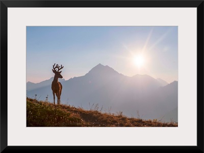 Deer Near Hurricane Hill Trail, Olympic National Park, Washington