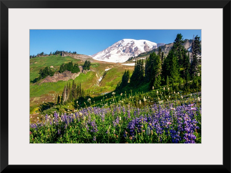 Mount Rainer's renowned wildflowers bloom for a limited amount of time every year.