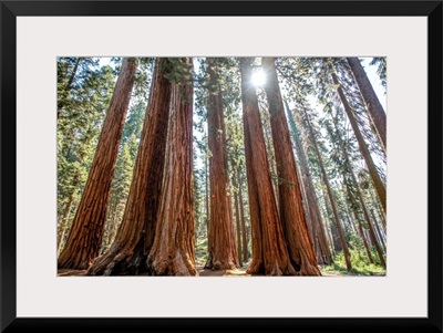 Group Of Sequoia Trees, Sequoia National Park, California