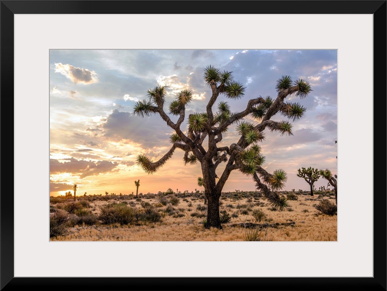 View of a large Joshua tree and desert vegetation after dawn in California.