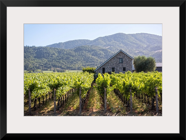 Landscape photograph of a Napa Valley vineyard with rows of grape vines and a cobblestone building in the background with ...