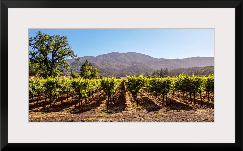 Panoramic photograph of rows of grapes at a vineyard in Napa Valley, California, with rolling hills in the background.