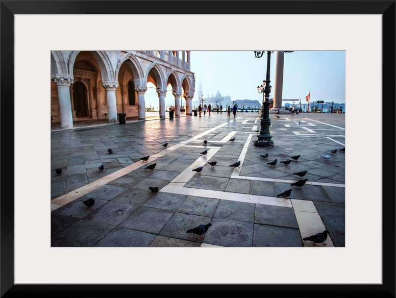 Photograph of the pigeons at St. Mark's square in Venice, Italy.