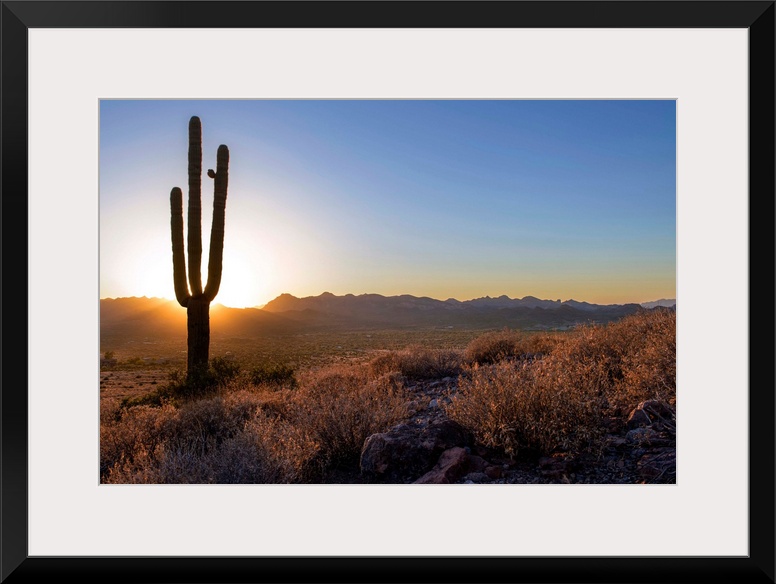 Saguaro cactus at sunset in Phoenix, Arizona.