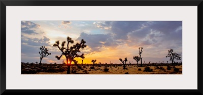 Sunrise At Joshua Tree National Park, California