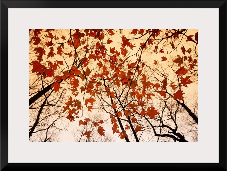 From the National Geographic Collection the branches of trees reach upward while the last leaves of fall cling to tree bra...