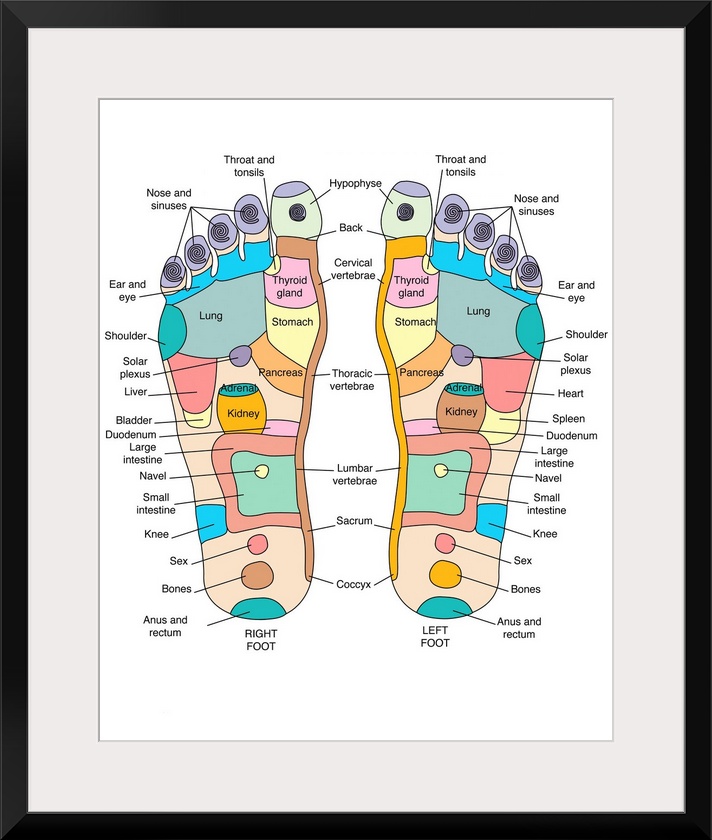 Reflexology foot map, artwork. Reflexology is a form of alternative medicine in which disorders in the body are treated by...