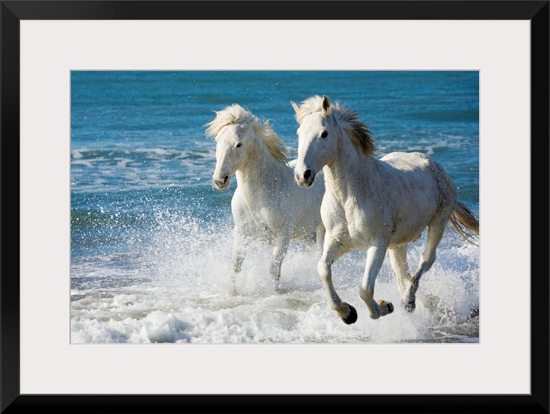 Giant photograph of two Camargue horses galloping along the edge of the ocean on a beach in South France.