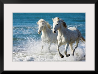 Camargue Horses running on the beach, South of France, France