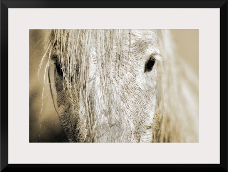 Wall docor of an extreme close up of a white horse's mid facial area with dark eyes staring back.